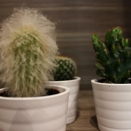 Viabrin 32 ألتامورا